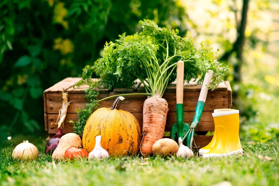 Vegetables, Garden Tools and Wellies  