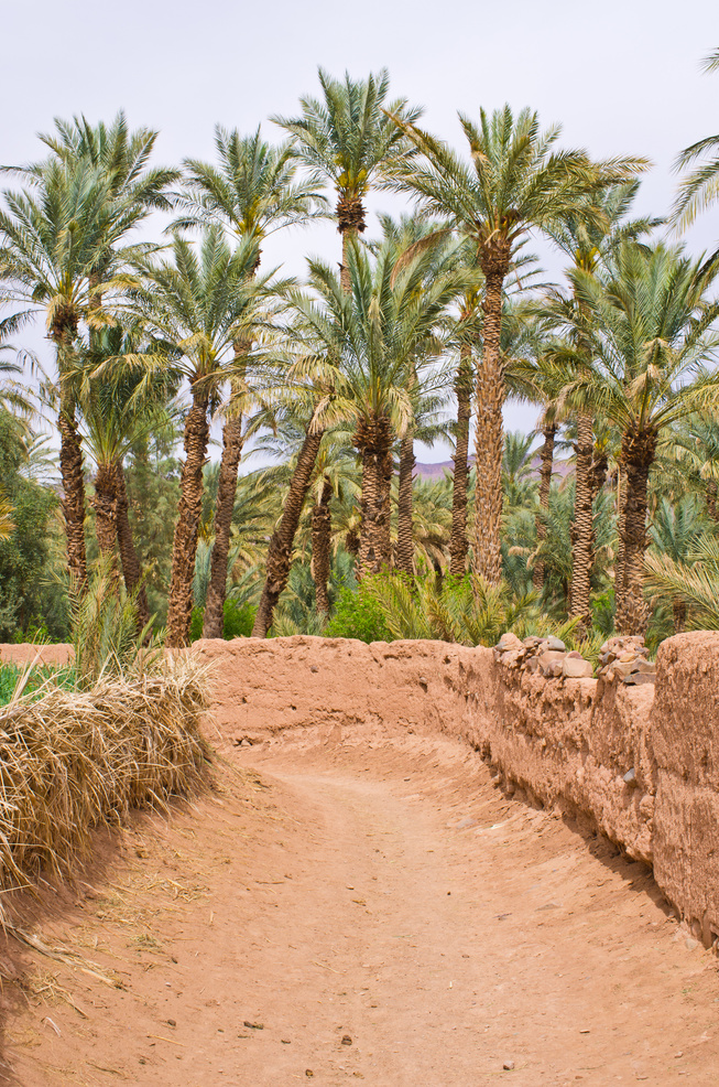 Oasis in Morocco